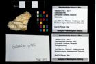 Foto (Objekt + Etikett) von Galatheites zitteli (Moericke, 1889)  (NHMW-GEO-1990-0041-3705)